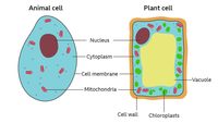 plant and animal cell - Grade 12 - Quizizz