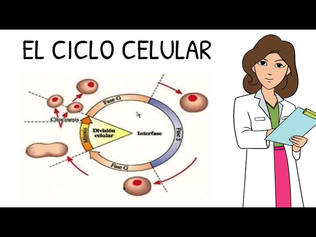 El ciclo celular y la mitosis. - Grado 12 - Quizizz