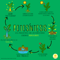 fotosíntesis - Grado 9 - Quizizz