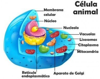 diagrama de célula vegetal - Série 3 - Questionário