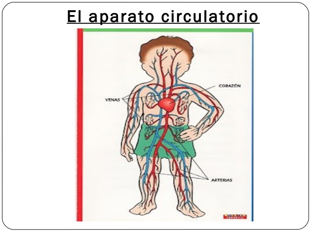 SISTEMA CIRCULATORIO | Quizizz