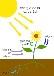 fotosíntesis - Grado 7 - Quizizz