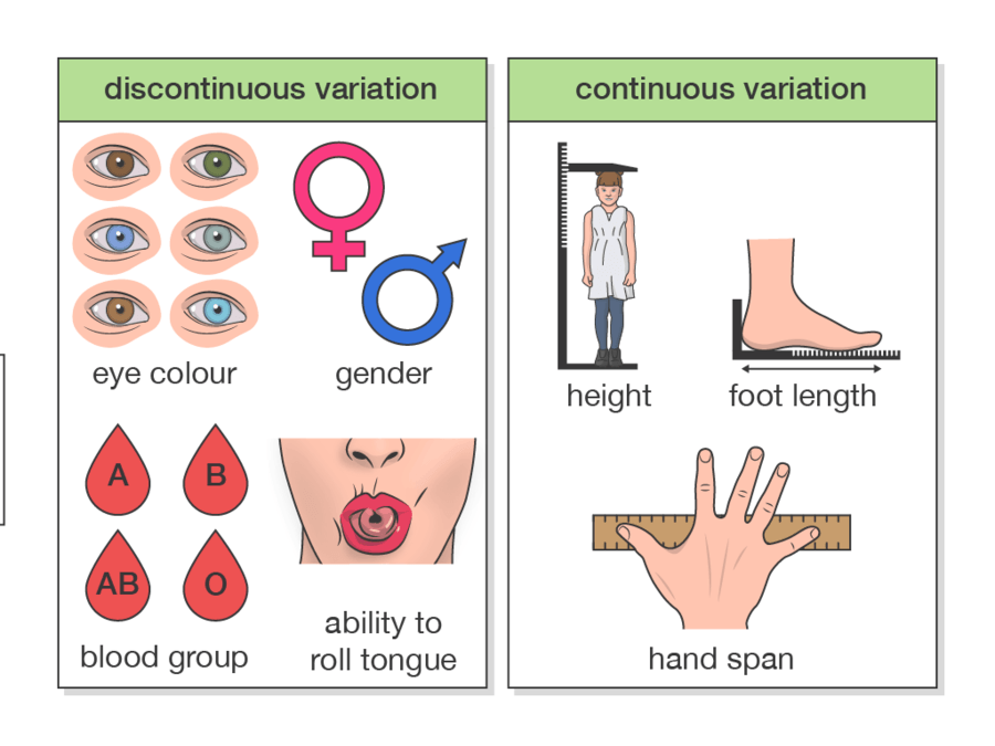 continuous-and-discontinuous-variation-biology-quizizz