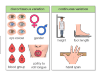 genetic variation - Year 9 - Quizizz