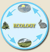 ecology Flashcards - Quizizz