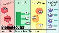 BR 56 -Biomolecules & Enzymes