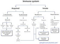 the immune system - Class 7 - Quizizz