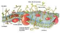 Biología - Grado 12 - Quizizz