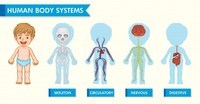 los sistemas digestivo y excretor Tarjetas didácticas - Quizizz