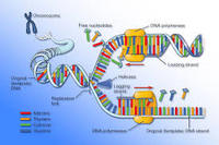 estructura y replicación del adn - Grado 11 - Quizizz