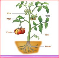 partes de la planta y sus funciones - Grado 3 - Quizizz