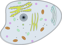 diagrama de células vegetales Tarjetas didácticas - Quizizz