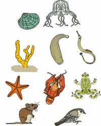 vertebrates and invertebrates - Grade 10 - Quizizz