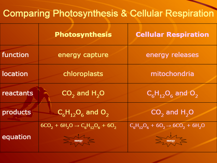 Cellular Respiration | Science - Quizizz