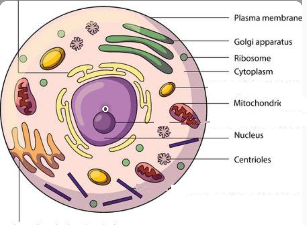 Animal Cell and functions | Science Quiz - Quizizz