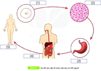 Chức năng - Lớp 6 - Quizizz