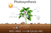 photosynthesis - Class 5 - Quizizz