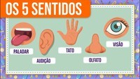 Os 5 sentidos - Série 2 - Questionário