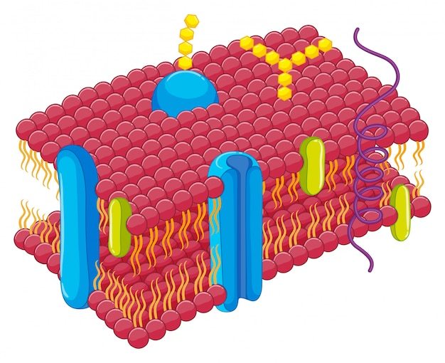 Cell membrane Amoeba Sisters Video Review | Biology - Quizizz