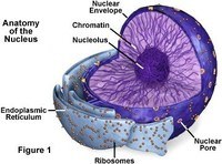 The Nucleus