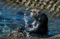 Plantas, animales y la tierra. - Grado 2 - Quizizz