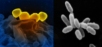 bacteria and archaea - Class 5 - Quizizz