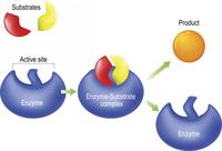 enzymes - Year 9 - Quizizz