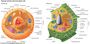 Animal & Plant Cell Quiz