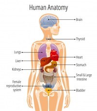 Tarjetas de anatomía - Grado 4 - Quizizz