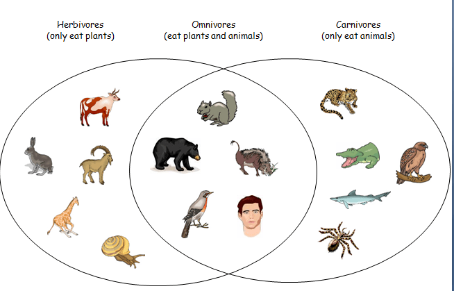 Carnivores/Herbivores/Omnivores | Science - Quizizz