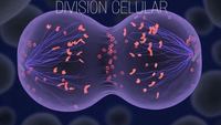 El ciclo celular y la mitosis. - Grado 10 - Quizizz