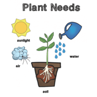 plant cell diagram Flashcards - Quizizz