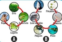 cadeia alimentar - Série 8 - Questionário