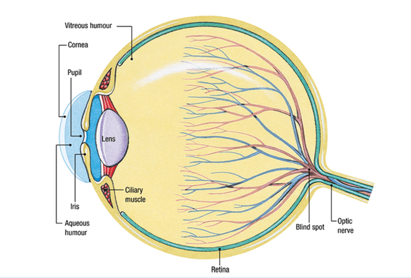 From Eye to Brain | Science - Quizizz