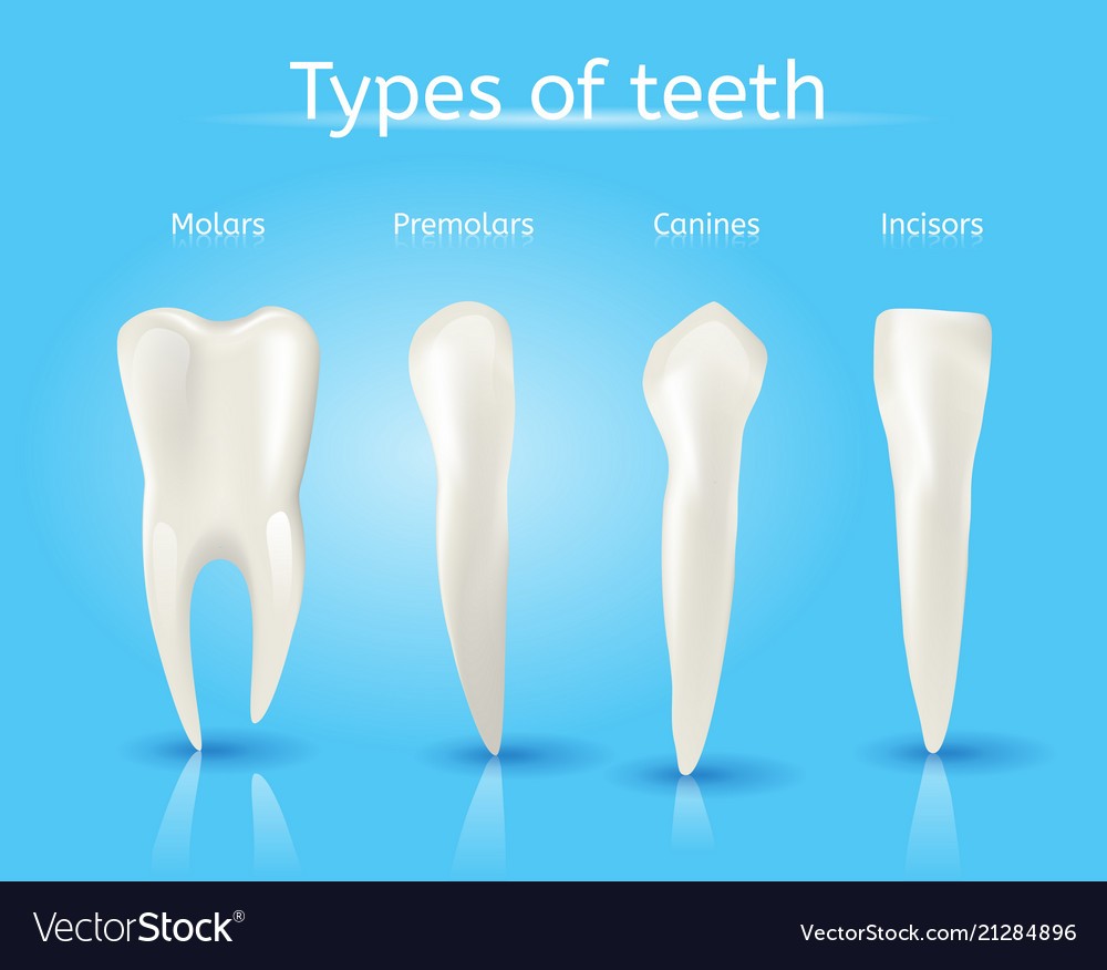 HUMAN TEETH DLP SCIENCE YEAR 3 | Other Quiz - Quizizz