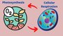 Photosynthesis and Cellular Respiration