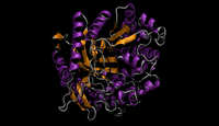 enzymes - Grade 11 - Quizizz