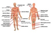 developmental biology - Grade 2 - Quizizz