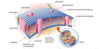 la membrana celular Tarjetas didácticas - Quizizz