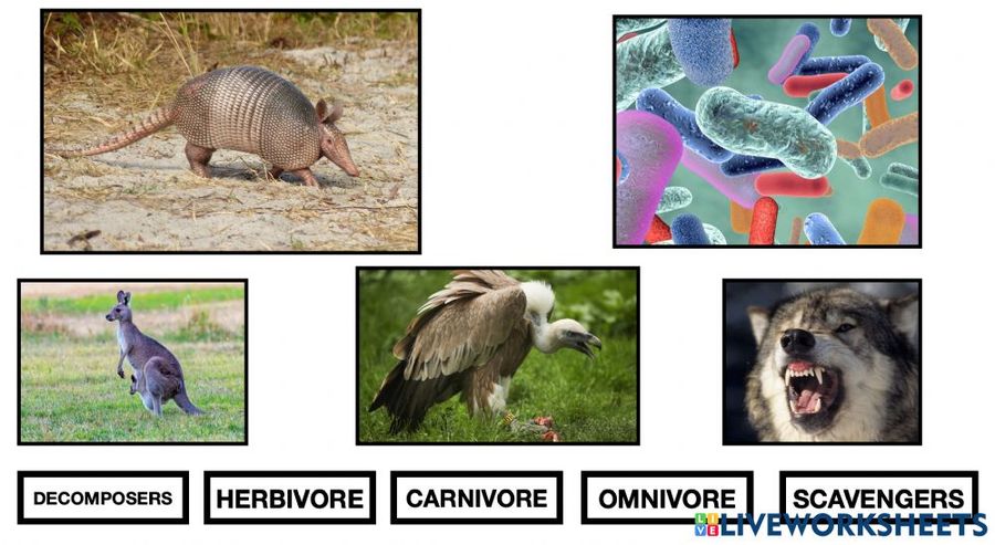 herbivore carnivore omnivore
