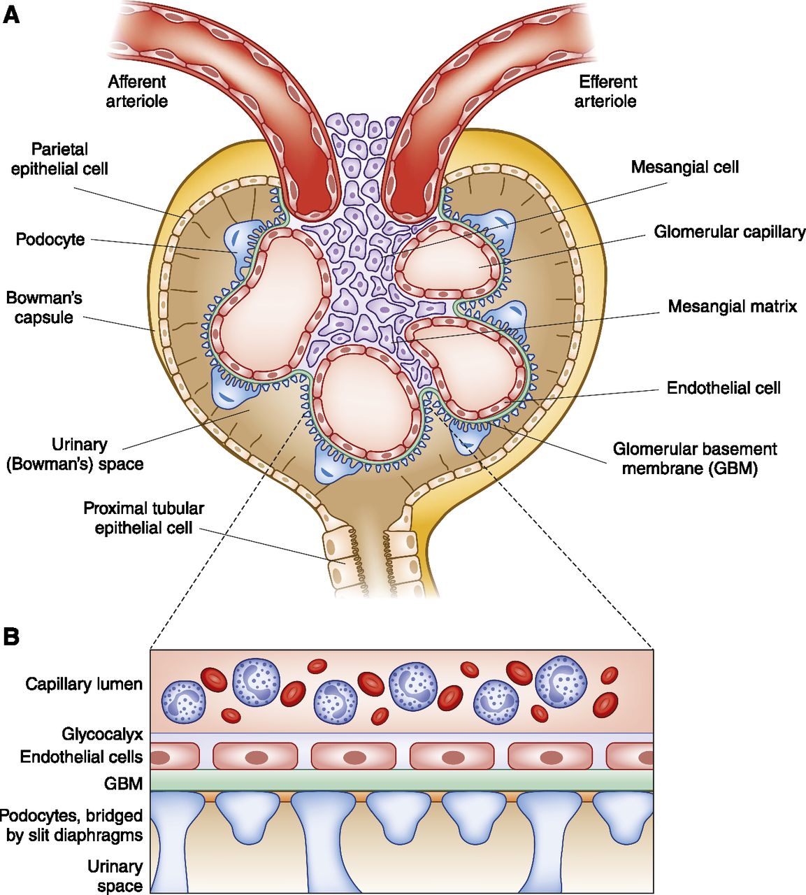 Organ Systems | Science Quiz - Quizizz