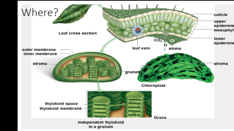 photosynthesis critical thinking questions answers