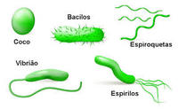 bactérias e arquéias - Série 10 - Questionário