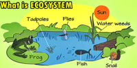 ecosystems - Grade 5 - Quizizz