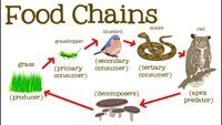 food chain - Grade 9 - Quizizz