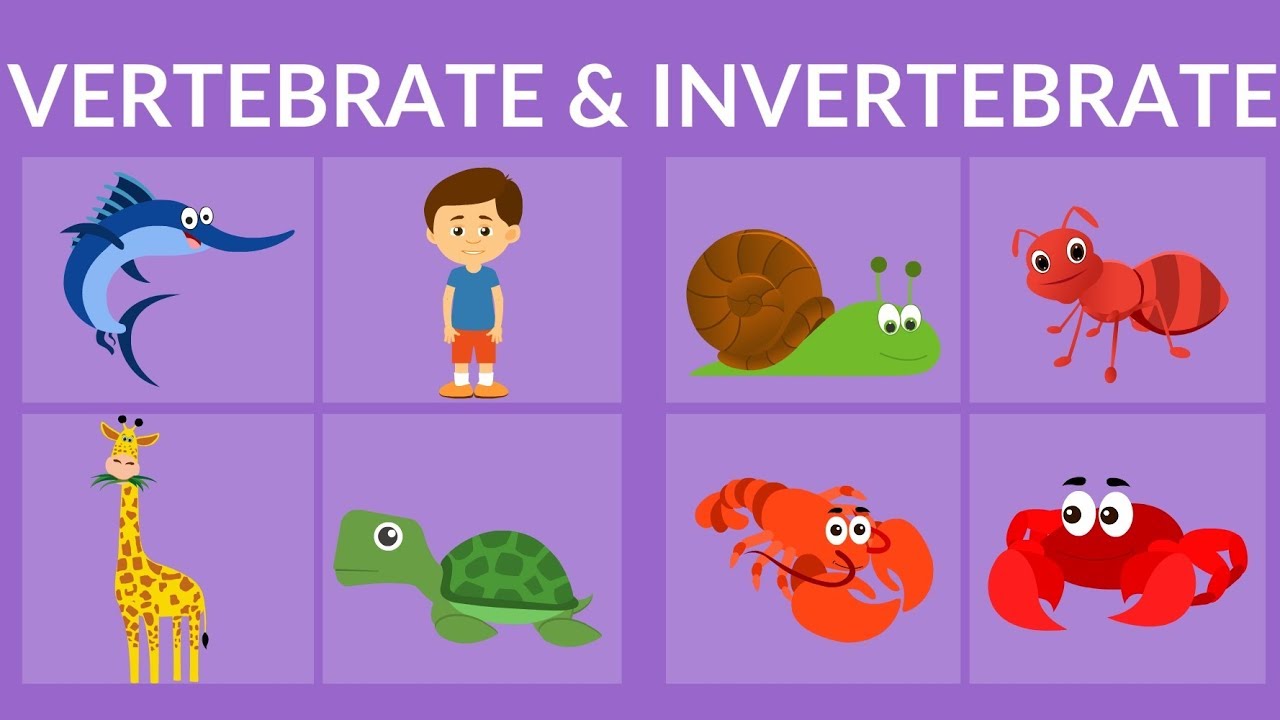 Topic 2. Vertebrates And Invertebrates | Quizizz