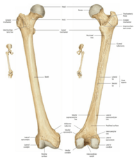 Directional Terms: Bones | Biology Quiz - Quizizz