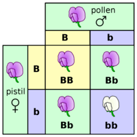 punnett squares - Class 9 - Quizizz