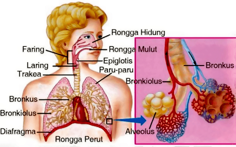 Sistem Pernapasan Manusia Kelas Science Quiz Quizizz