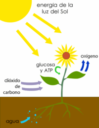fotosíntesis - Grado 8 - Quizizz